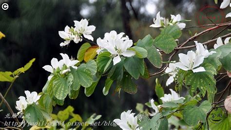 會開白花的樹|植物課堂 